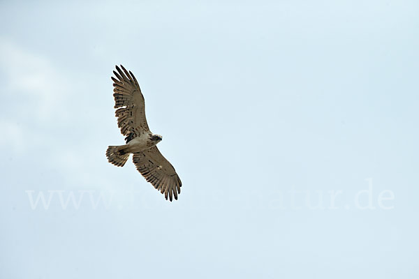 Schlangenadler (Circaetus gallicus)