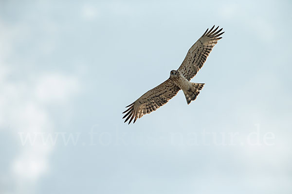 Schlangenadler (Circaetus gallicus)