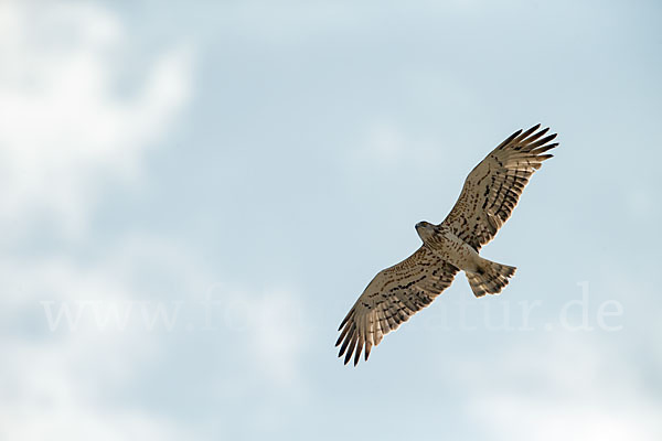 Schlangenadler (Circaetus gallicus)