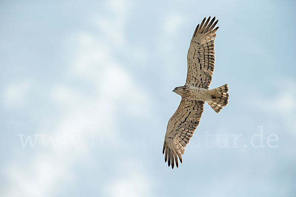 Schlangenadler (Circaetus gallicus)