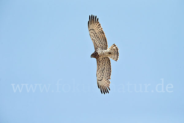 Schlangenadler (Circaetus gallicus)