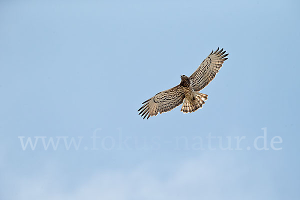 Schlangenadler (Circaetus gallicus)