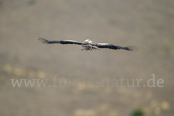 Schlangenadler (Circaetus gallicus)