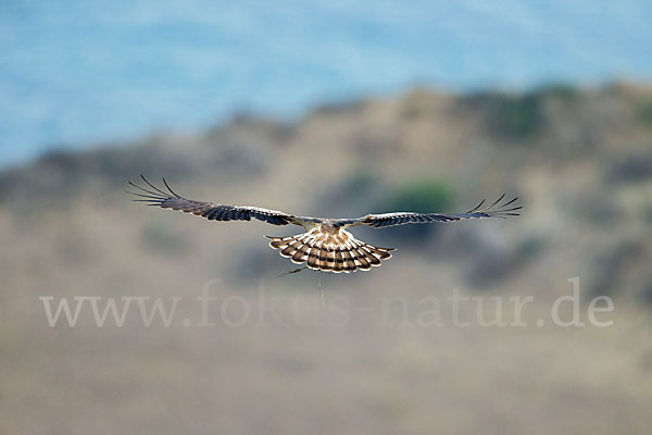 Schlangenadler (Circaetus gallicus)