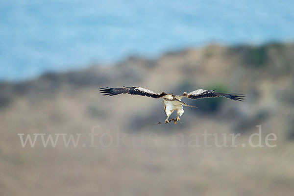 Schlangenadler (Circaetus gallicus)