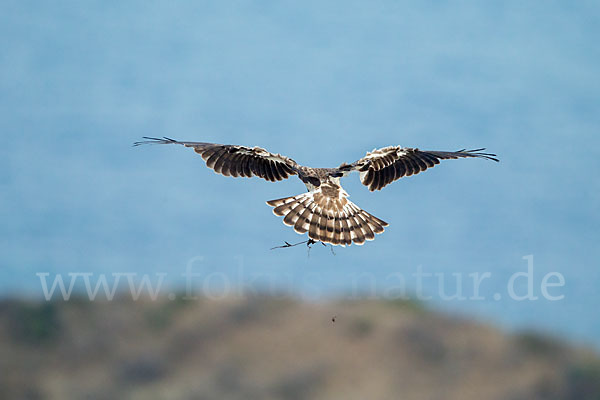 Schlangenadler (Circaetus gallicus)