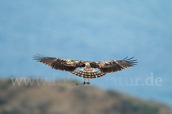 Schlangenadler (Circaetus gallicus)