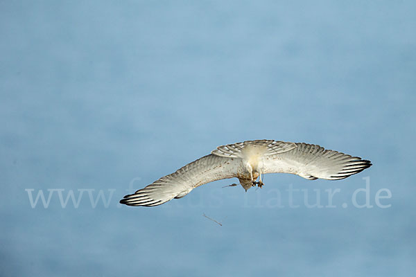 Schlangenadler (Circaetus gallicus)