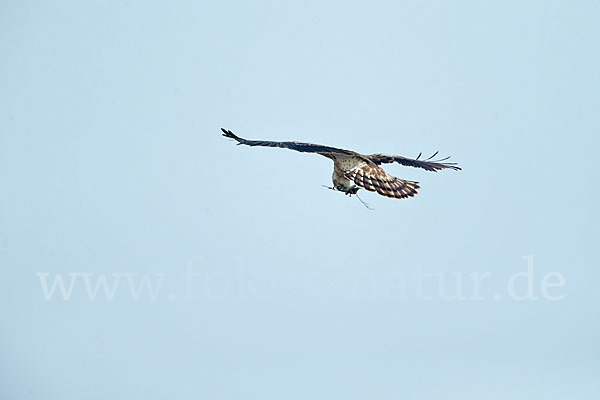 Schlangenadler (Circaetus gallicus)