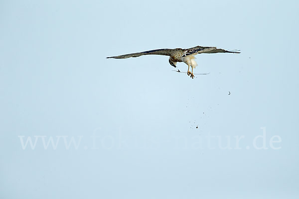 Schlangenadler (Circaetus gallicus)