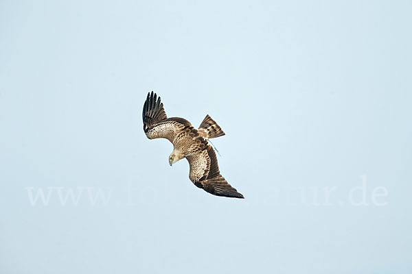 Schlangenadler (Circaetus gallicus)