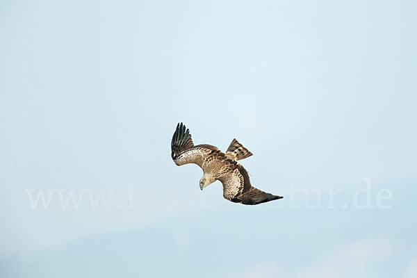 Schlangenadler (Circaetus gallicus)