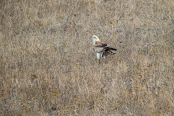 Schlangenadler (Circaetus gallicus)