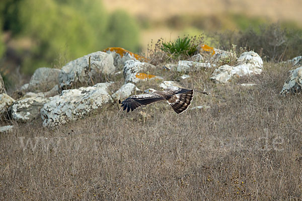 Schlangenadler (Circaetus gallicus)