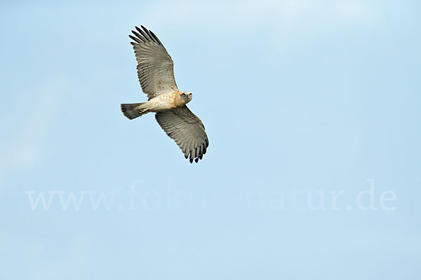 Schlangenadler (Circaetus gallicus)