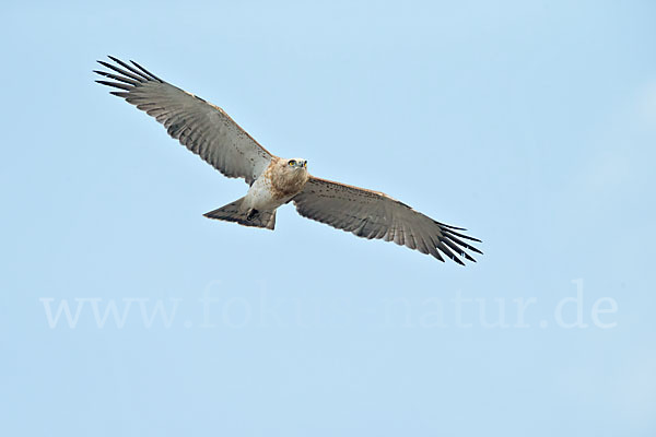 Schlangenadler (Circaetus gallicus)