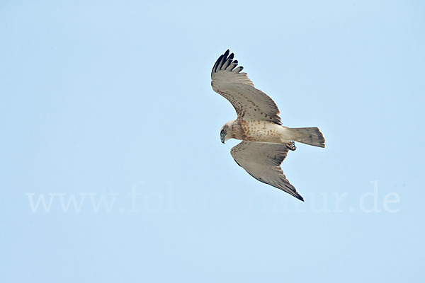 Schlangenadler (Circaetus gallicus)