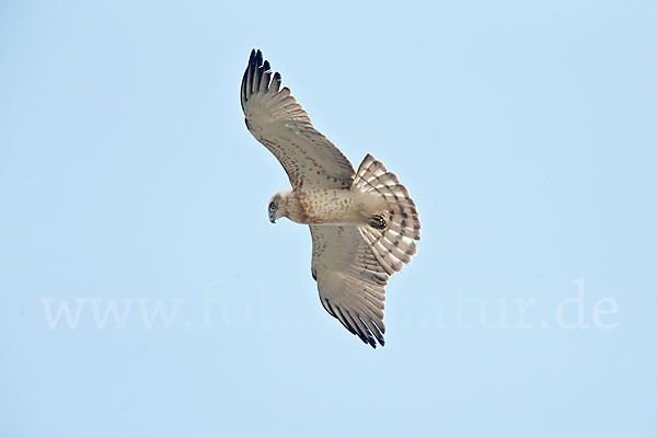 Schlangenadler (Circaetus gallicus)