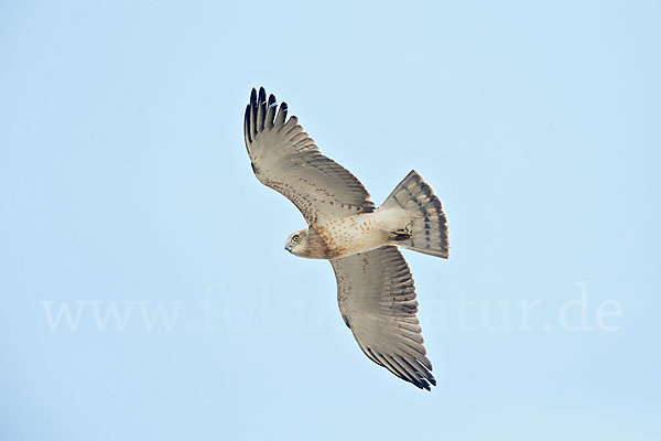 Schlangenadler (Circaetus gallicus)