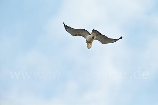 Schlangenadler (Circaetus gallicus)