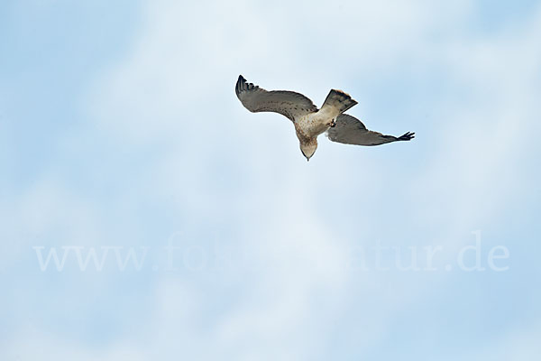 Schlangenadler (Circaetus gallicus)