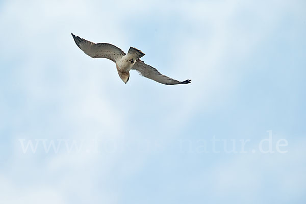 Schlangenadler (Circaetus gallicus)