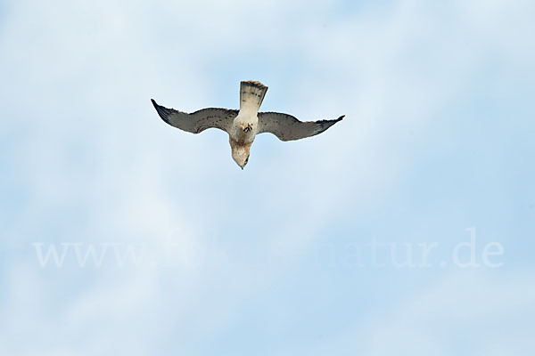 Schlangenadler (Circaetus gallicus)