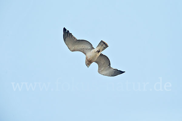 Schlangenadler (Circaetus gallicus)