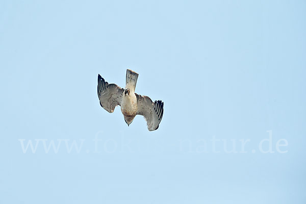 Schlangenadler (Circaetus gallicus)