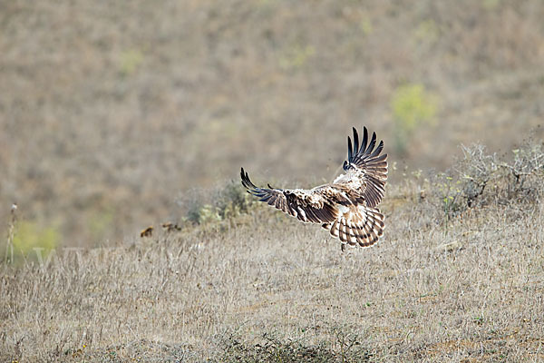 Schlangenadler (Circaetus gallicus)