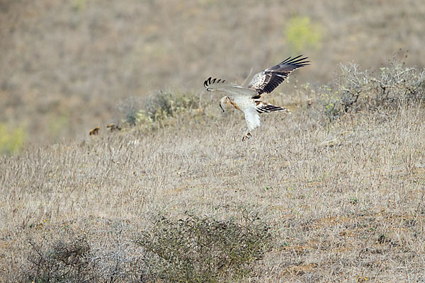 Schlangenadler (Circaetus gallicus)