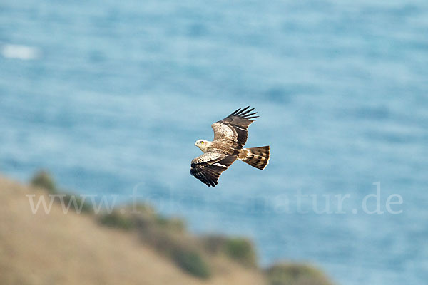 Schlangenadler (Circaetus gallicus)