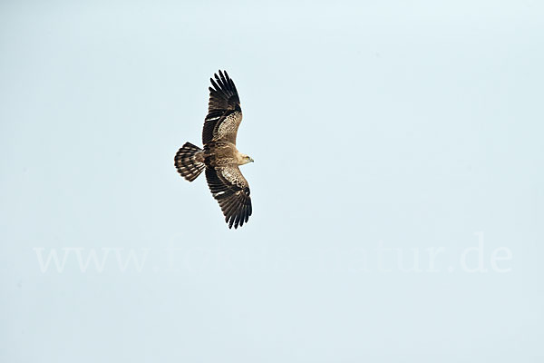 Schlangenadler (Circaetus gallicus)