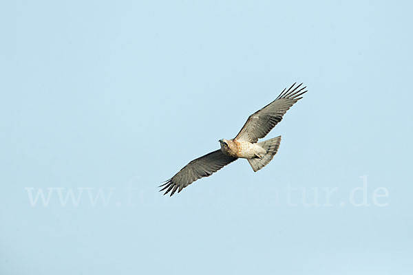 Schlangenadler (Circaetus gallicus)