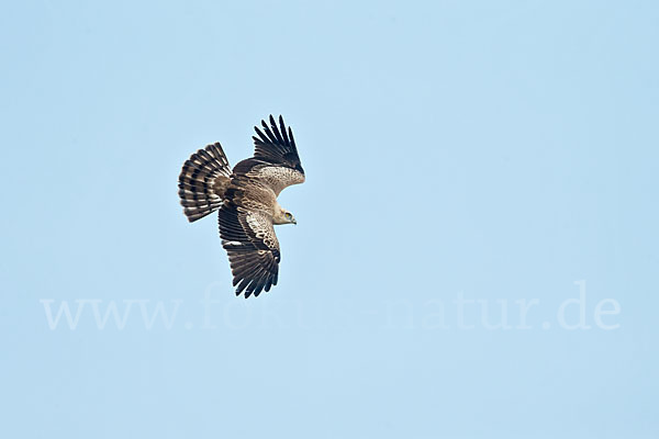 Schlangenadler (Circaetus gallicus)