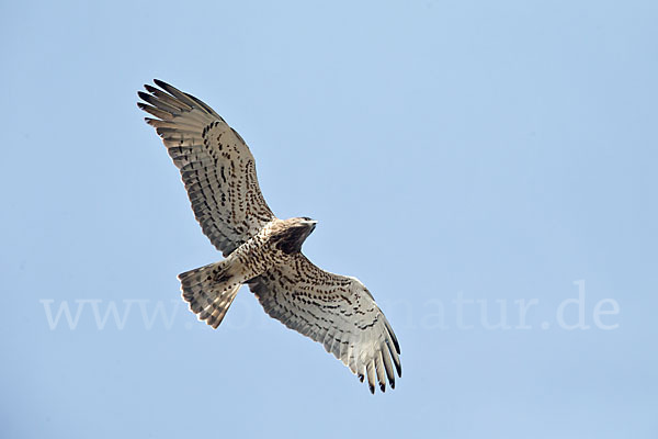 Schlangenadler (Circaetus gallicus)