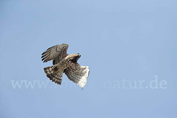 Schlangenadler (Circaetus gallicus)