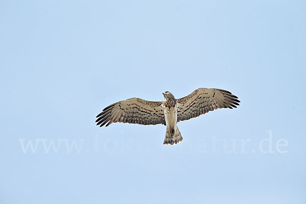 Schlangenadler (Circaetus gallicus)