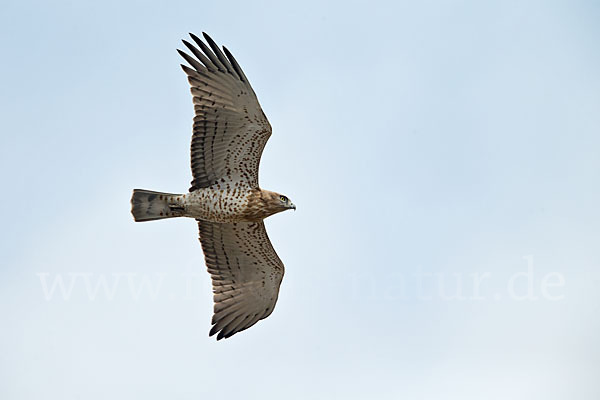 Schlangenadler (Circaetus gallicus)