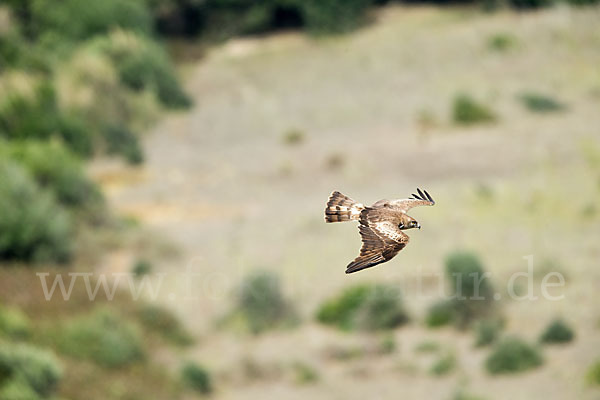 Schlangenadler (Circaetus gallicus)