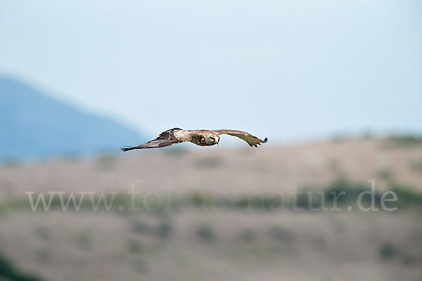 Schlangenadler (Circaetus gallicus)