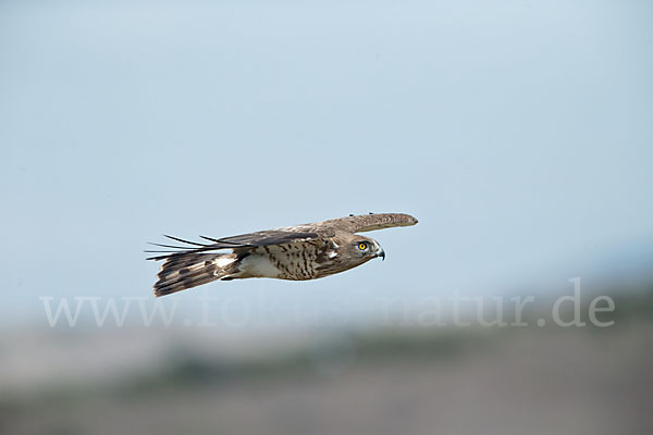 Schlangenadler (Circaetus gallicus)