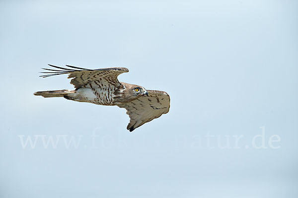 Schlangenadler (Circaetus gallicus)