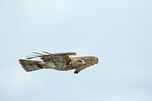 Schlangenadler (Circaetus gallicus)