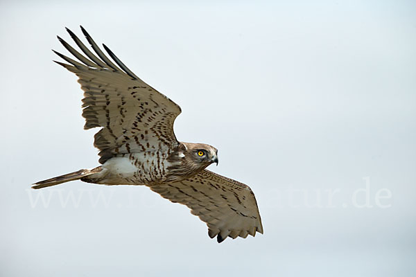 Schlangenadler (Circaetus gallicus)