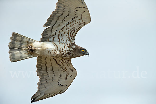 Schlangenadler (Circaetus gallicus)