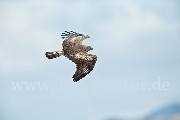 Schlangenadler (Circaetus gallicus)