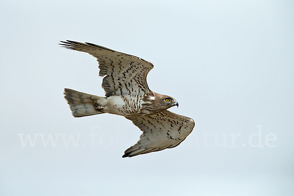 Schlangenadler (Circaetus gallicus)