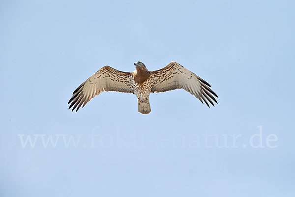 Schlangenadler (Circaetus gallicus)