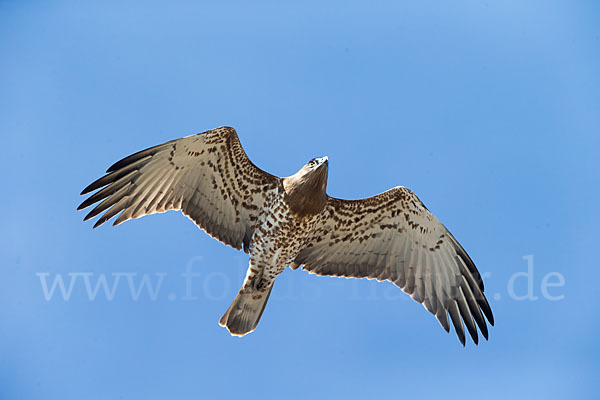 Schlangenadler (Circaetus gallicus)